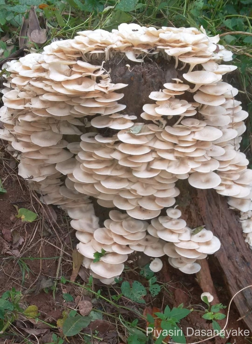 Lentinus squarrosulus (Montagne, 1842)